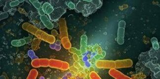 Batterio ingegnerizzato degrada cinque inquinanti organici