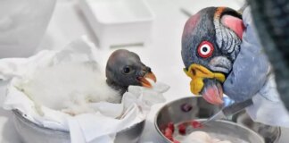 Al Bioparco di Roma è nato un raro avvoltoio Papa