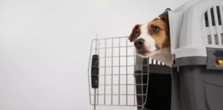 Via libera di Enac agli animali domestici in cabina, diventa più semplice farli viaggiare negli aerei