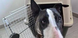 Cani e gatti in aereo, arriva la svolta: nuove regole, cosa cambia