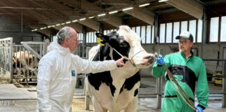 Crisalis, il miglior toro al mondo, è allevato dall’azienda veneta Intermizoo