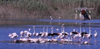 Il fenicottero rosa torna a nidificare nella Riserva naturale “Saline di Priolo”