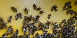 Giornata mondiale delle api, Wwf: “Oltre il 40% degli impollinatori rischia l’estinzione”