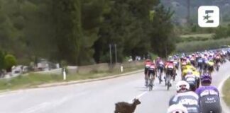 Giro d’Italia, una capra taglia la strada al gruppo – Video