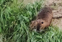 Contenimento delle Nutrie in Veneto, firmata la Convenzione con i Consorzi di Bonifica contenimento nutria