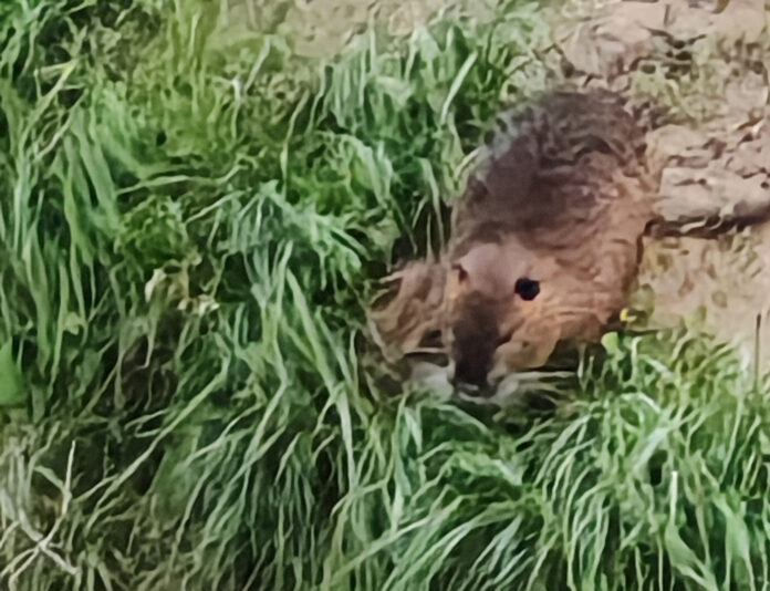 IMG_20250419_193634 contenimento nutria