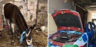 Napoli-Cagliari, l”asino azzurro’ e l’auto tricolore: i sequestri verso lo scudetto