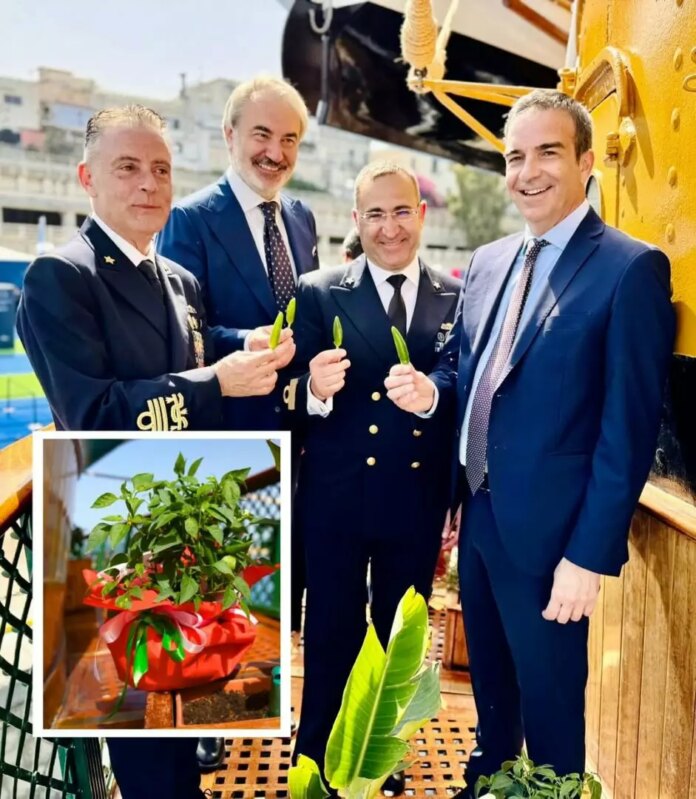 Occhiuto-pianta-di-peperoncino
