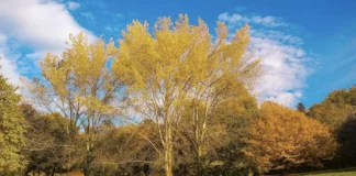 Rifiuti abbandonati al Parco Robinson di Schio: individuati tre minorenni grazie al sistema di videosorveglianza Parco Robinson di Schio