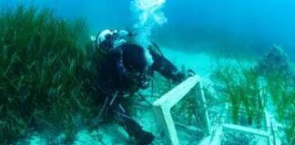 Terna ha concluso il trapianto di Posidonia oceanica nell’approdo di Terra Mala