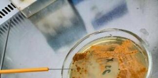 UnInsubria, scoperto nuovo antibiotico contro superbatteri