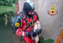 Vicenza, gattina troppo avventurosa si tuffa nel Bacchiglione. Salvata dai vigili del fuoco gatta nel Bacchiglione salvata dai vigili del fuoco