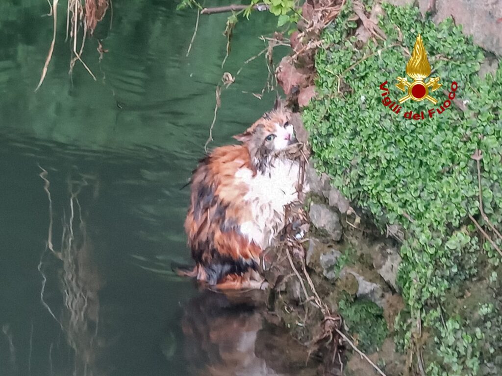 Camy, la gatta nel Bacchiglione salvata dai vigili del fuoco