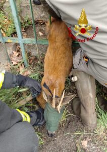 Mossano capriolo ferito