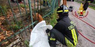 Mossano, capriolo rimane bloccato tra le sbarre di un’inferriata. Liberato dai vigili del fuoco mossano capriolo bloccato da inferriata