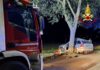 incidente vicenza