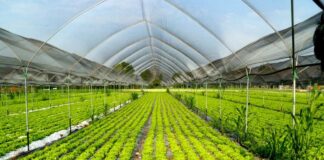 La Regione Calabria pubblica la graduatoria dell’avviso per il sostegno alle imprese agricole