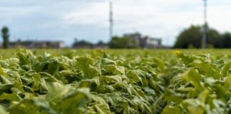 Sigarette illecite in aumento in Ue, Italia modello nel contrasto