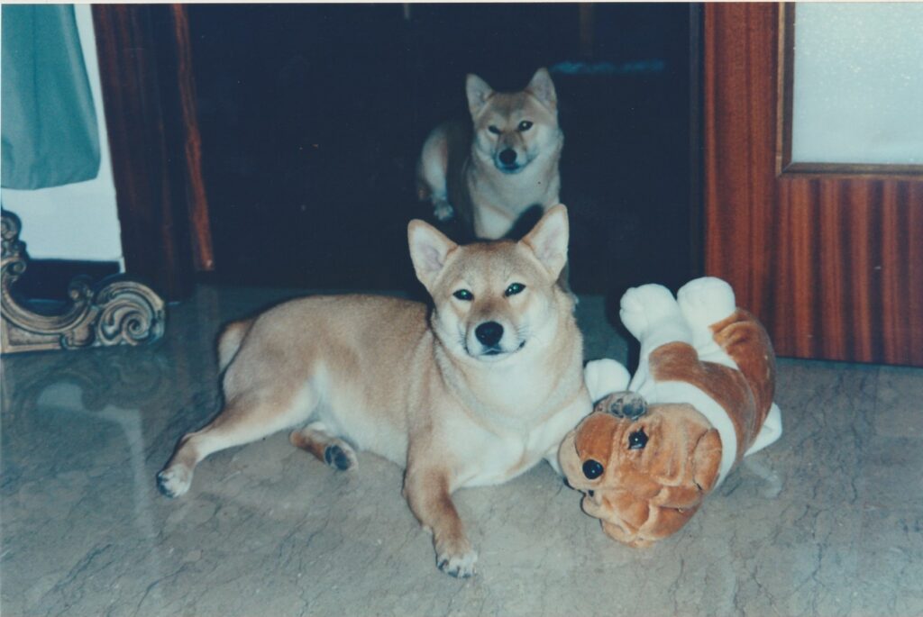 Tora e Byte, i due Sheba di casa Ellero