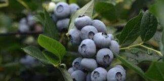 Al via la raccolta del mirtillo in Val di Non, le virtù delle sue bacche