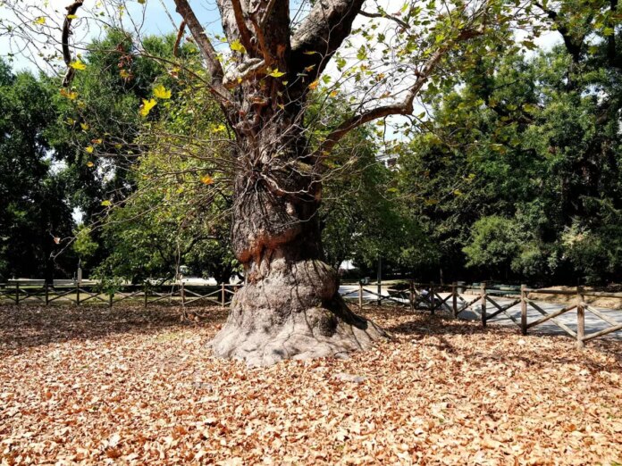 Albero-Monumentale-1