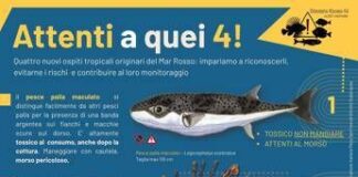 “Attenti a quei 4!”: la campagna per monitorare le specie aliene invasive nei mari italiani