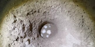 La spiaggia del Circeo culla delle tartarughe Caretta Caretta