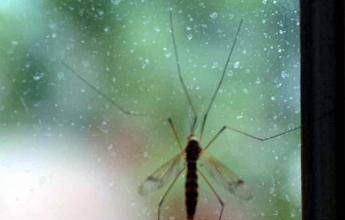 Chikungunya, Ecdc: “70 casi dopo viaggi alle Seychelles, per i turisti rischio alto”