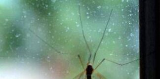 Da Dengue a West Nile incombe minaccia zanzare, appello igienisti ai Comuni