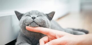 Farmaci, da Gemmato ok a uso veterinario anti Covid che salva i gatti