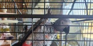 Fuggito nel 2018, il pappagallo Gino torna a casa dopo 7 anni