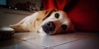 Lumache killer, allarme infezioni nei cani: dobbiamo preoccuparci?
