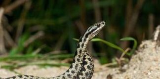 Morso di vipera, cosa fare? “Calma primo antidoto per non diffondere il veleno”