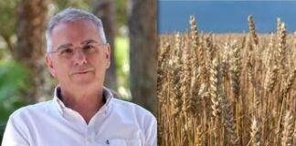 Nutriente, versatile e senza glutine, cos’è il ‘Grano de oro’