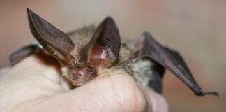 Pipistrello africano tra i vicoli di Lampedusa, scoperta nuova specie in Europa