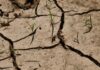 Siccità in Veneto, fiumi in forte sofferenza rispetto alla media. Regione: “Difendere acqua potabile e agricoltura” siccità veneto