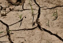 Siccità in Veneto, fiumi in forte sofferenza rispetto alla media. Regione: “Difendere acqua potabile e agricoltura” siccità veneto