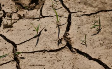 Siccità in Veneto, fiumi in forte sofferenza rispetto alla media. Regione: “Difendere acqua potabile e agricoltura” siccità veneto