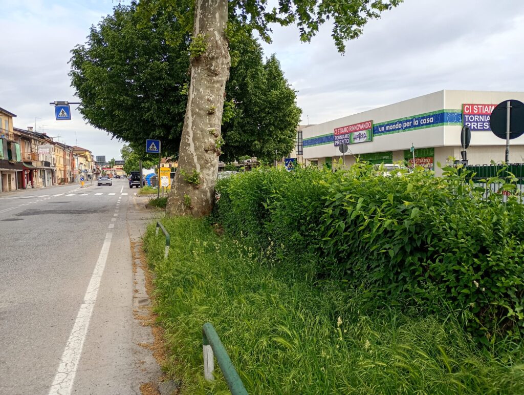 Siepe di fronte al Pam di viale Trento impedisce la visuale della pista ciclabile e dei marciapiedi