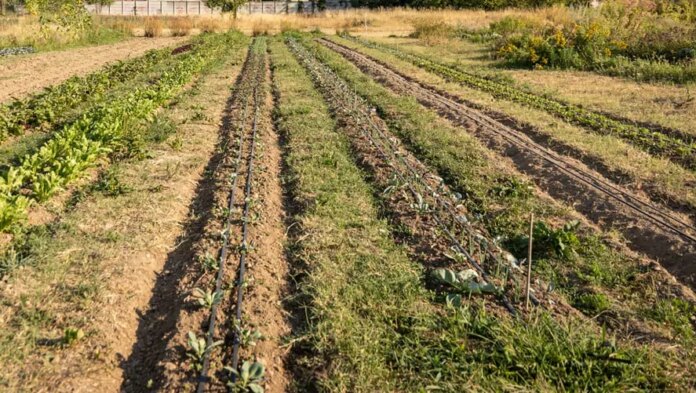 Terreno-agricolo-1