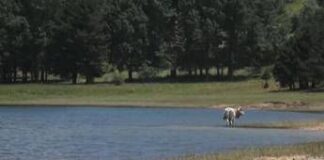 Turismo: filiere dop e natura, al via ventesima edizione ‘Fattorie aperte in Sila’