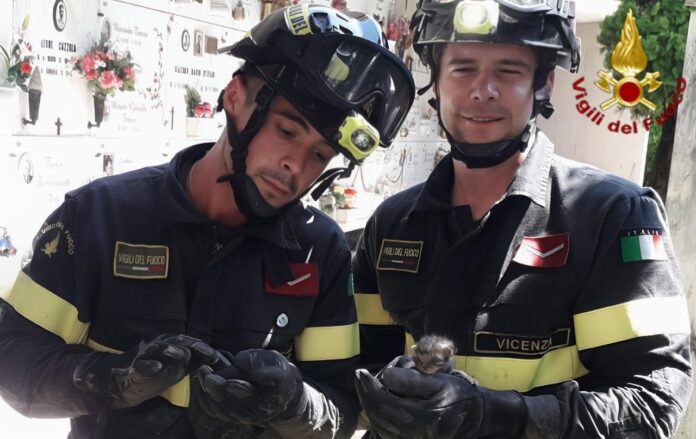 gattini salvati Vicenza gattini salvati Vicenza