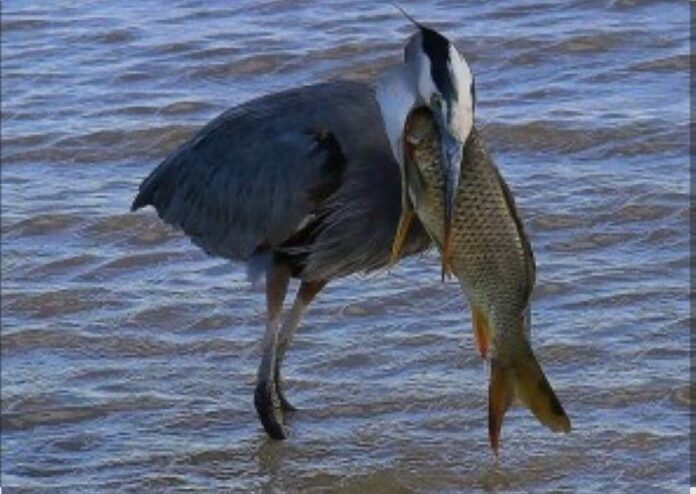 pellicano fauna ittica nei bacini vicentini a rischio per colpa degli uccelli