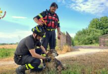 Grisignano di Zocco. Cane finisce in un canale e non riesce a risalire: salvato dai vigili del fuoco cane in canale a Grisignano di Zocco