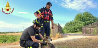 Grisignano di Zocco. Cane finisce in un canale e non riesce a risalire: salvato dai vigili del fuoco cane in canale a Grisignano di Zocco