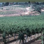 L’Italia riconquista il primato mondiale di produzione del vino