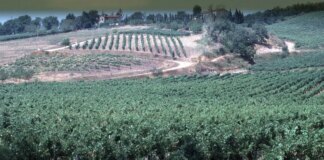 L’Italia riconquista il primato mondiale di produzione del vino
