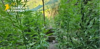 Sequestrate a Vibo Valentia 5,5 tonnellate di marijuana, un arresto
