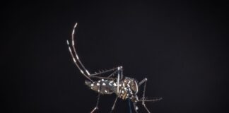 Due nuovi casi di West Nile nel Lazio, 46 complessivi. Morto un 86enne a Latina