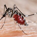 Arbovirosi in Veneto, il primo bollettino: situazione sotto controllo, ma non abbassare la guardia arbovirosi in Veneto situazione